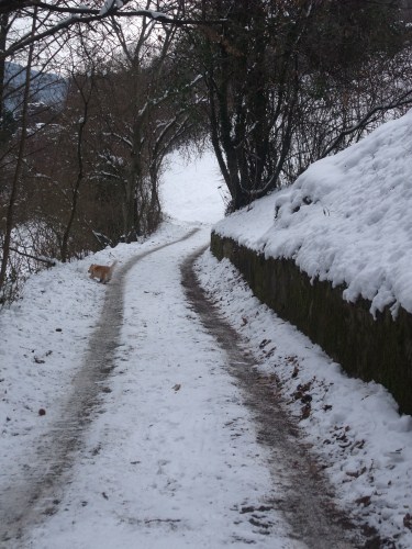 Immagine